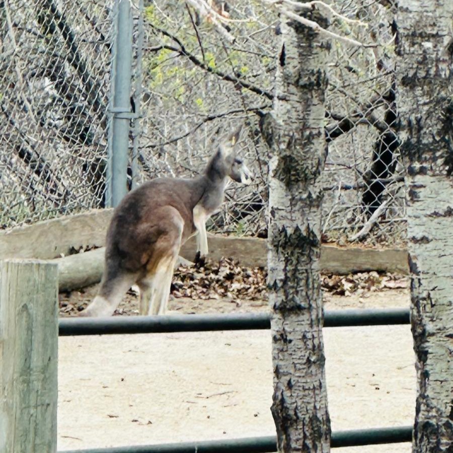 Kangaroo